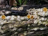 Attēlu rezultāti vaicājumam “Sphaerobolus stellatus”