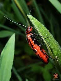 Attēlu rezultāti vaicājumam “Caenolyda reticulata”