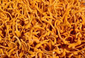 Attēlu rezultāti vaicājumam “Cordyceps”