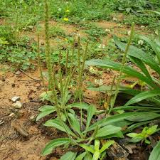 Attēlu rezultāti vaicājumam “Plantago lanceolata”