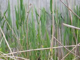 Attēlu rezultāti vaicājumam “Phragmites communis flower”