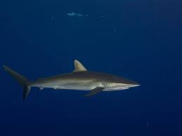 Image result for Carcharhinus falciformis