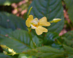 Attēlu rezultāti vaicājumam “Balsaminaceae”