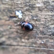 Attēlu rezultāti vaicājumam “Anisotoma humeralis”