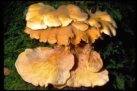 Attēlu rezultāti vaicājumam “Phyllotopsis nidulans”