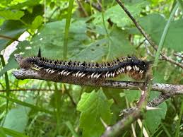 Attēlu rezultāti vaicājumam “Euthrix potatoria imago”