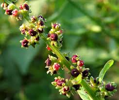Attēlu rezultāti vaicājumam “Oenothera rubricauli bud”