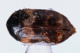 Attēlu rezultāti vaicājumam “Enteridium variabile”