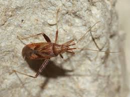 Attēlu rezultāti vaicājumam “Phytocoris varipes”