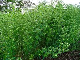 Attēlu rezultāti vaicājumam “Lithospermum officinale leaf”