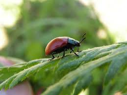Attēlu rezultāti vaicājumam “Chrysomela populi”