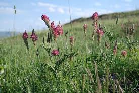 Attēlu rezultāti vaicājumam “Onobrychis arenaria bud”