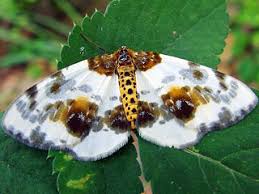 Attēlu rezultāti vaicājumam “Abraxas sylvata larva”