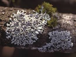 Attēlu rezultāti vaicājumam “Physcia aipolia”