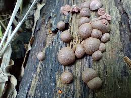 Attēlu rezultāti vaicājumam “Lycogala confusum spores”