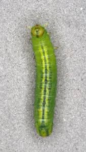 Attēlu rezultāti vaicājumam “Pristiphora maesta larva”