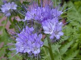 Attēlu rezultāti vaicājumam “Phacelia tanacetifolia leaf”