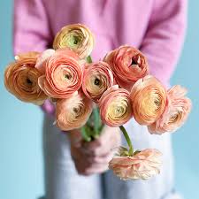 Attēlu rezultāti vaicājumam “Ranunculus elatior flower”