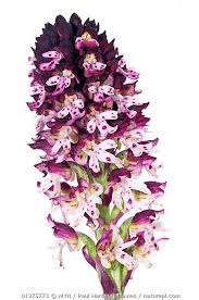 Attēlu rezultāti vaicājumam “Orchis ustulata”