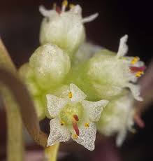Attēlu rezultāti vaicājumam “Cuscuta europaea flower”