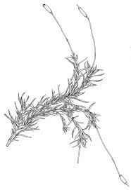 Attēlu rezultāti vaicājumam “Bryoerythrophyllum recurvirostrum sporophyte”