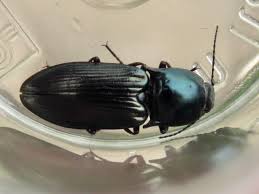 Attēlu rezultāti vaicājumam “Selatosomus aeneus”