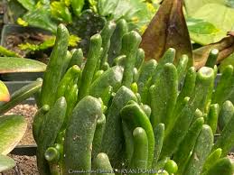 Image result for Crassula hobbit