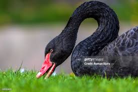 Attēlu rezultāti vaicājumam “Cygnus atratus”