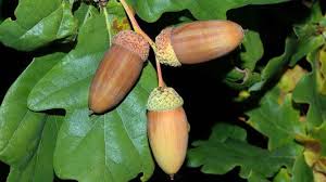 Attēlu rezultāti vaicājumam “Quercus robur fruit”