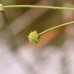Attēlu rezultāti vaicājumam “Alisma gramineum flower”