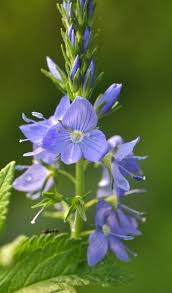 Attēlu rezultāti vaicājumam “Veronica austriaca subsp. teucrium leaf”