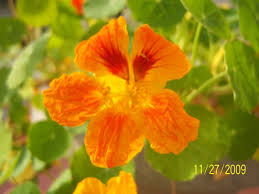 Attēlu rezultāti vaicājumam “Tropaeolum majus flower”