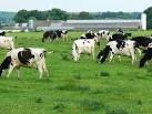 Dairy cattle, near Draycot - via Daymix