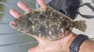 Image result for Paralichthys albigutta