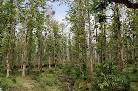 Hutan jati - Image &amp; Photo by TOPO SUSETIYO from Abstract Nature - via Daymix