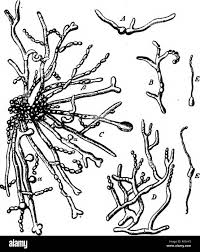 Attēlu rezultāti vaicājumam “Pistillaria sp.”