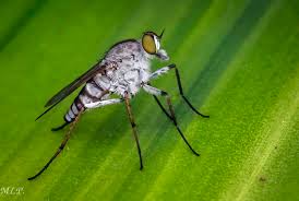 Attēlu rezultāti vaicājumam “Therevidae”