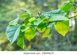 Attēlu rezultāti vaicājumam “Magnolia acuminata leaf”