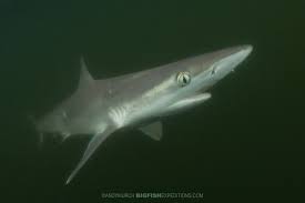 Image result for Rhizoprionodon longurio