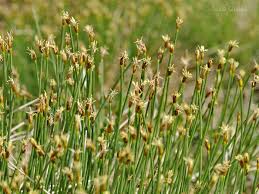 Attēlu rezultāti vaicājumam “Eleocharis quinqueflora”