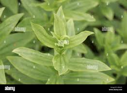 Attēlu rezultāti vaicājumam “Saponaria officinalis leaf”