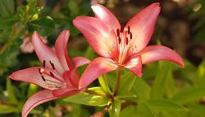 Image result for Lilie