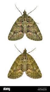 Attēlu rezultāti vaicājumam “Chloroclysta siterata”