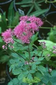 Attēlu rezultāti vaicājumam “Thalictrum aquilegifolium leaf”
