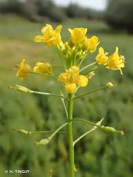 Attēlu rezultāti vaicājumam “Rorippa amphibia”