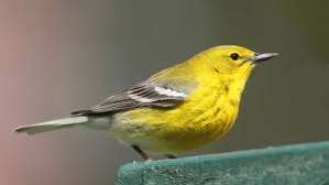 Image result for Dendroica pensylvanica