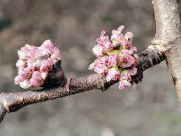 Attēlu rezultāti vaicājumam “Ulmus glabra flower”