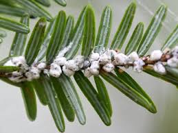 Attēlu rezultāti vaicājumam “Adelges laricis”