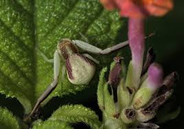 Attēlu rezultāti vaicājumam “Xysticus ulmi adult”