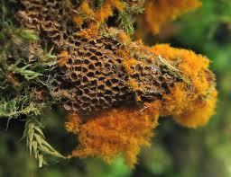 Attēlu rezultāti vaicājumam “Badhamiopsis macrospora macro”